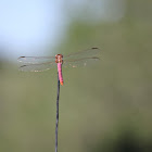 Carmine Skimmer dragonfly