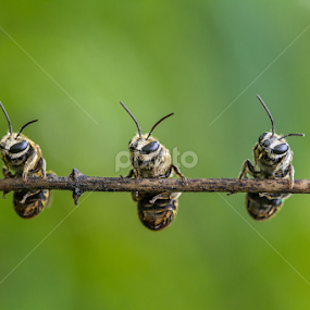 friend by Shandy Abd Azis M - Animals Insects & Spiders