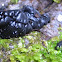 Black Fungus on Dead Oak Branch