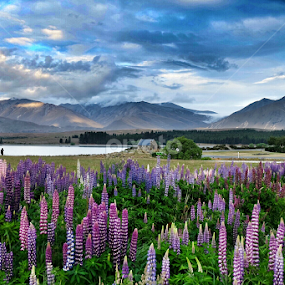 The Lupins by Rudy Pras - Landscapes Prairies, Meadows & Fields