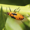 Milkweed Bug (instars)