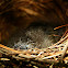 Eastern Whipbird