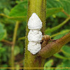 Treehopper eggs