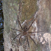 Fishing Spider