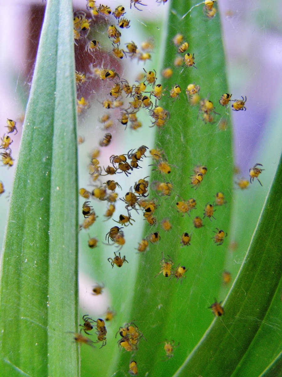 Orb-weaver spider Spiderbabys