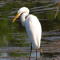 Birds of Huntley Meadows Park