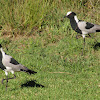 Blacksmith Lapwing