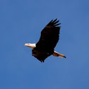 Bald Eagle (MCO Habitat)