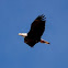 Bald Eagle (MCO Habitat)
