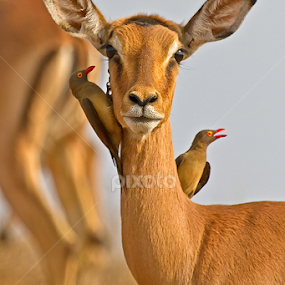 by RN Nobby Clarke - Animals Other