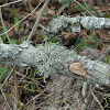 Lichen (variety)