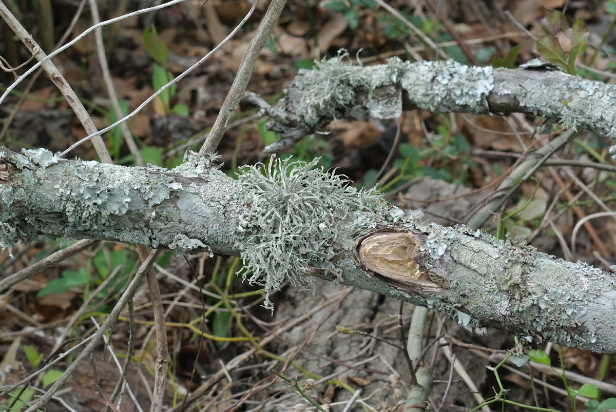Lichen (variety)