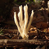 Simple coral fungus