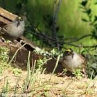 Golden-crowned sparrows