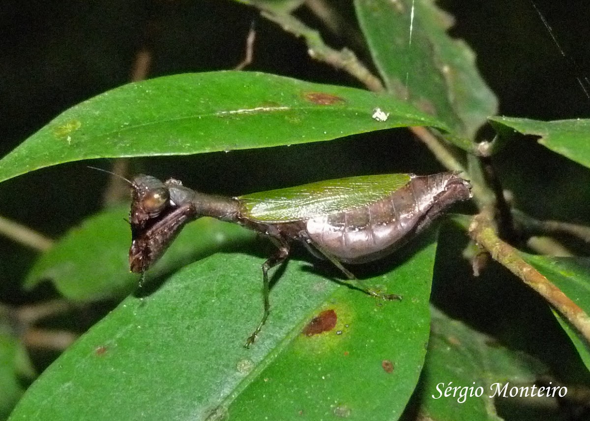 Female Acontista mantis