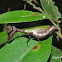 Female Acontista mantis