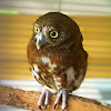 Feruginous Pygmy Owl