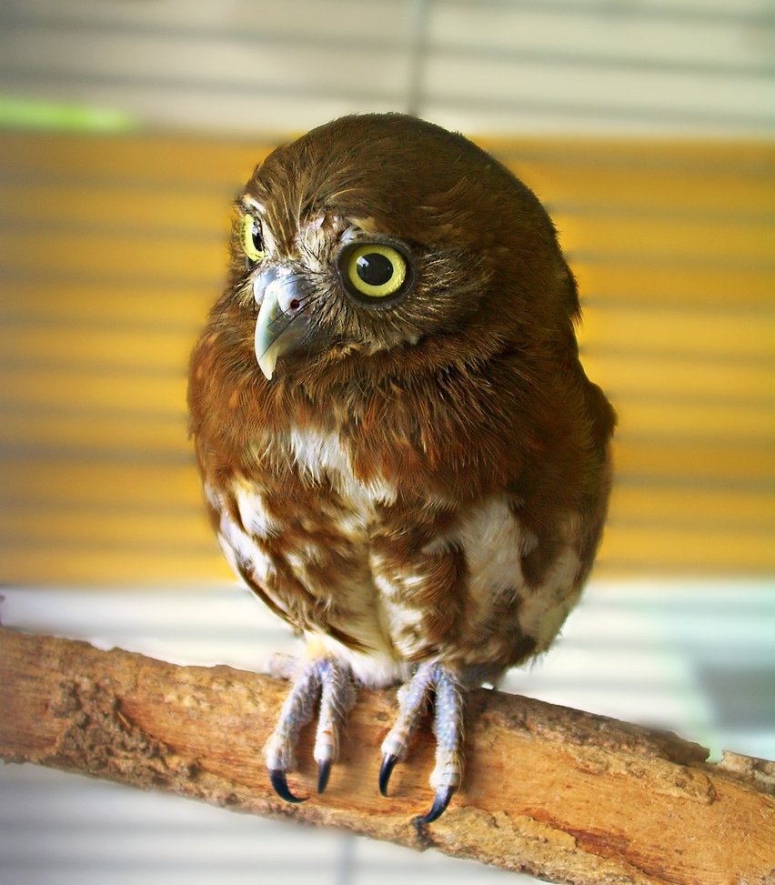 Feruginous Pygmy Owl