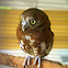 Feruginous Pygmy Owl