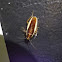 Balta Cockroach