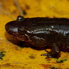 Spotted dusky salamander (adult male)