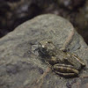 Kajika Frog，カジカガエル
