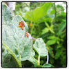 Squash bug eggs