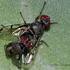 Boatman Fly (mating pair)