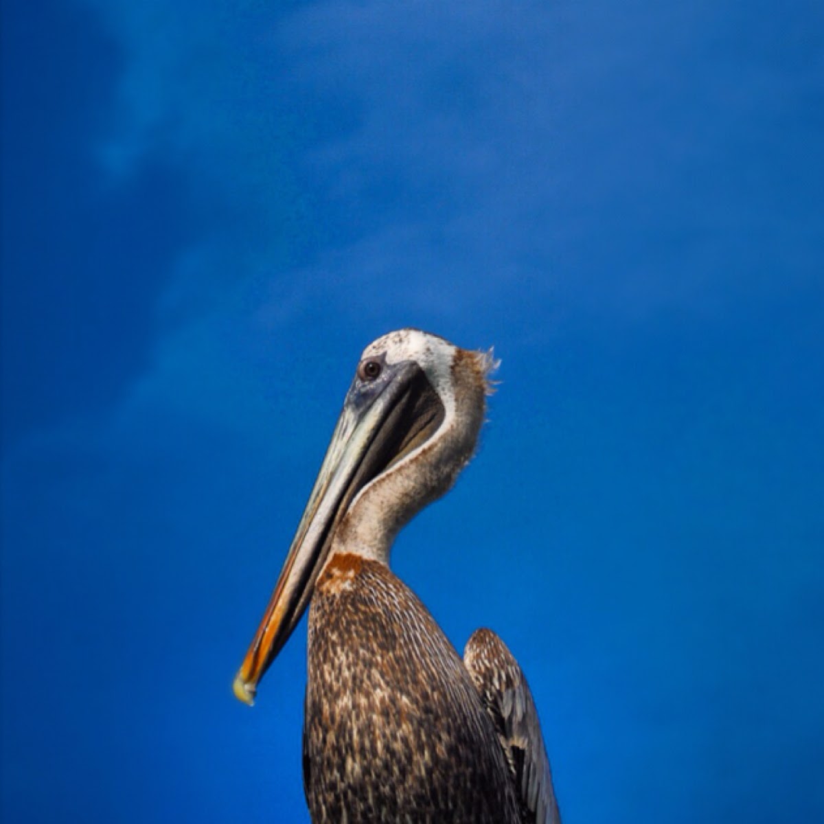 Brown Pelican