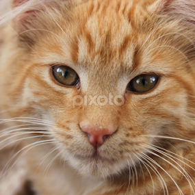 Ginger sweetness by Kirsten Gamby - Animals - Cats Portraits
