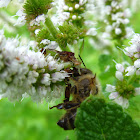 Jagged Ambush Bug (eating bee)