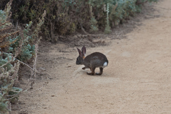 Brush Rabbit | Project Noah