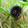 woolly bear caterpillar