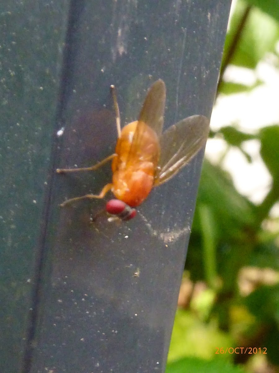 Orange Bush Fly