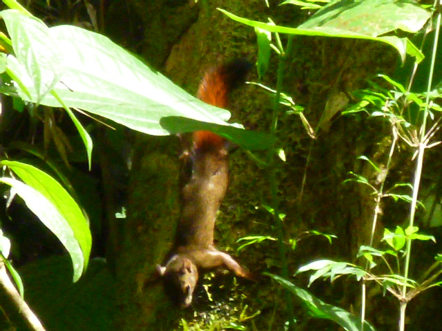 Red-tailed squirrel - Ardilla de cola roja