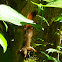Red-tailed squirrel - Ardilla de cola roja