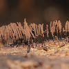 Chocolate tube slime mold