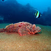 Scorpion fish red