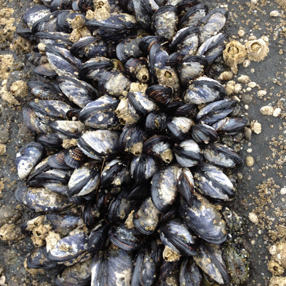 California Mussel Project Noah