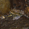 Brown Tropical Frog, Dusky Torrent Frog
