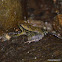Brown Tropical Frog, Dusky Torrent Frog