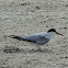 Least Tern