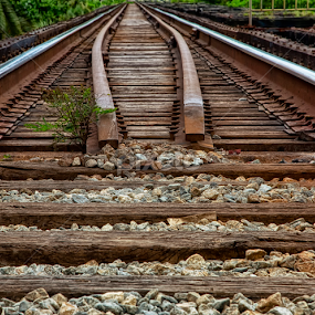 by Nancie Rowan - Transportation Railway Tracks