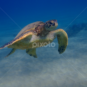 by Tatiana Gonnason - Animals Sea Creatures