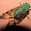 Emerald cicada