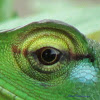 Eye of Green Forest Lizard