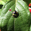 Green Stink Bug (fourth instar nymph)