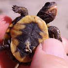 Eastern Box Turtle Hatchlings