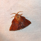 American Lappet Moth