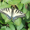 Eastern Tiger Swallowtail Butterfly (female)
